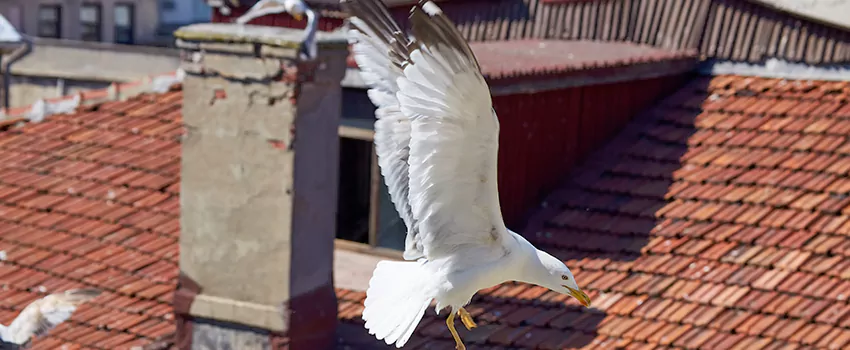 Residential Chimney Animal Removal Solution in Long Beach, MS